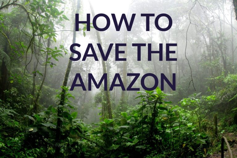 How Can You Save the Amazon, Achieve World Peace and Stop Global Warming?